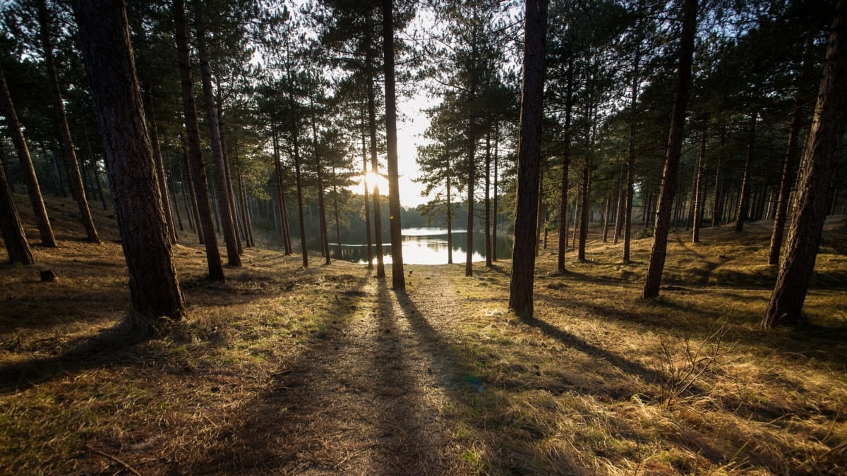 Boswachterij Westerschouwen